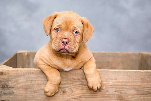 Introducing Puppies to Water Safely